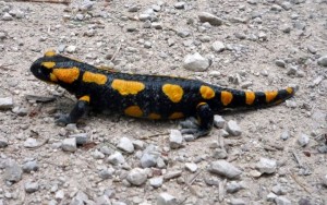 20130607_Moritzberg_0012_720pix